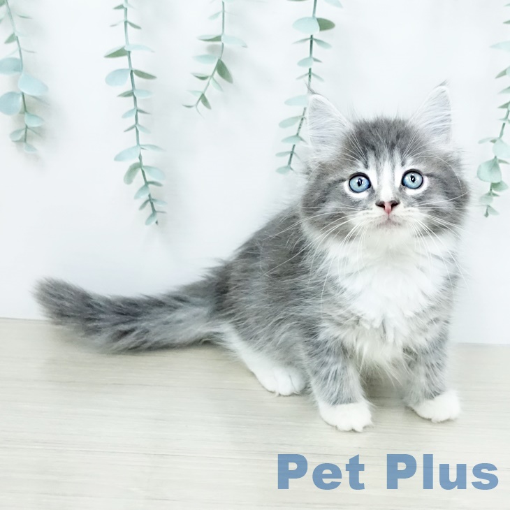 ノルウェージャンフォレストキャットの写真2