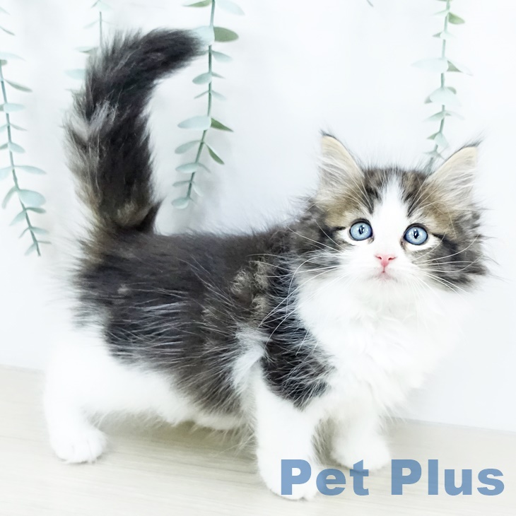 ノルウェージャンフォレストキャット
