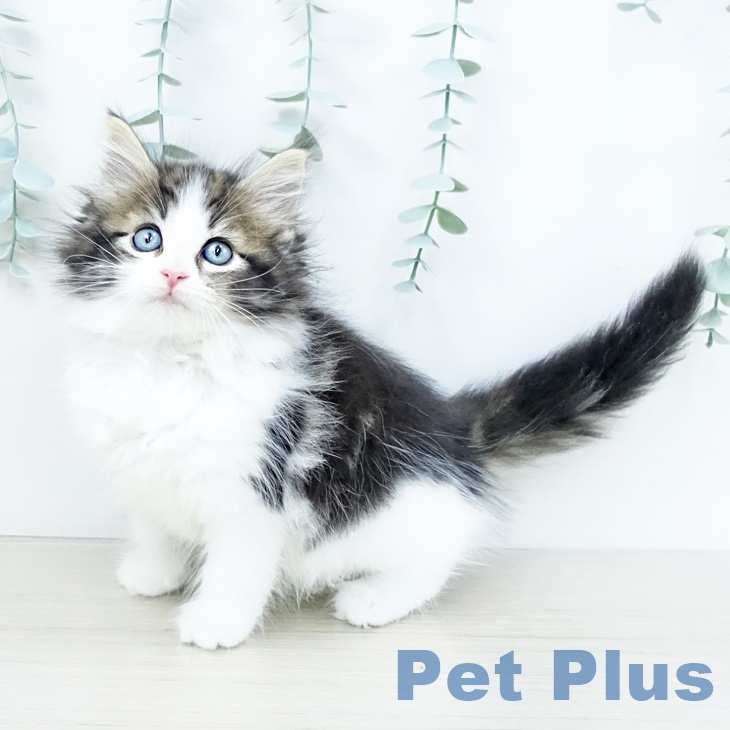 ノルウェージャンフォレストキャットの写真2