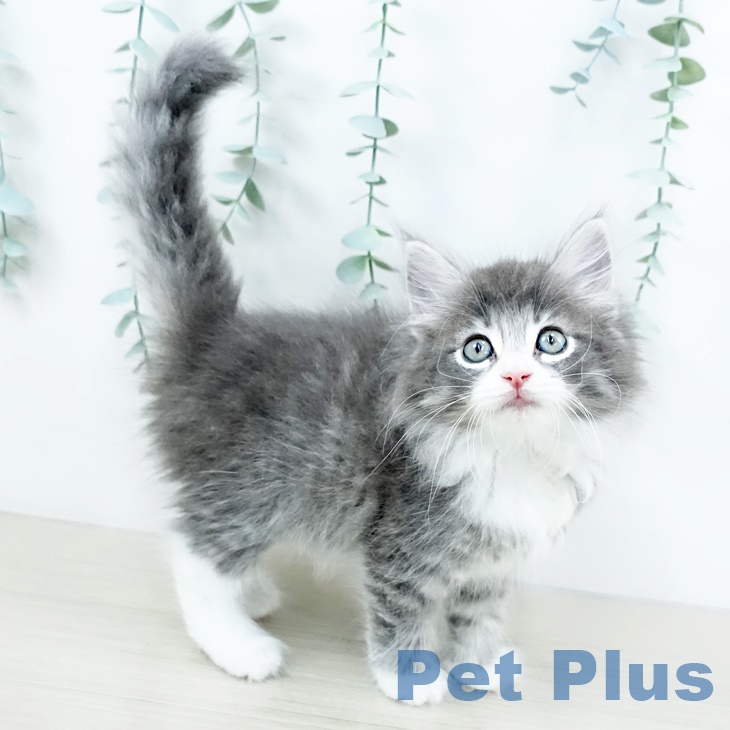 ノルウェージャンフォレストキャット