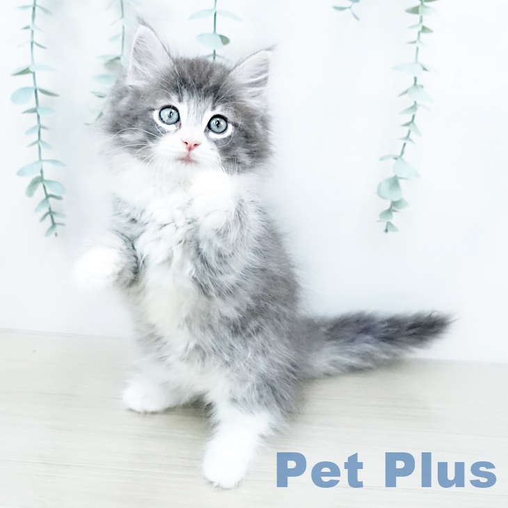 ノルウェージャンフォレストキャットの写真2
