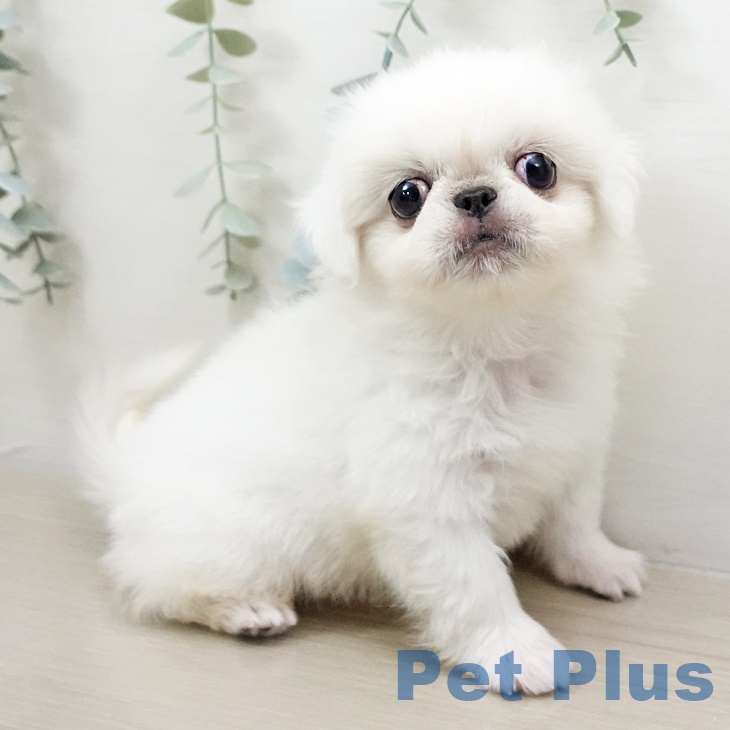 千葉県のペキニーズ (ペットプラス幕張新都心店/2025年6月8日生まれ/男の子/クリーム)の子犬