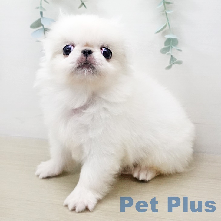 埼玉県のペキニーズ (ペットプラス新座店/2025年6月8日生まれ/男の子/クリーム)の子犬