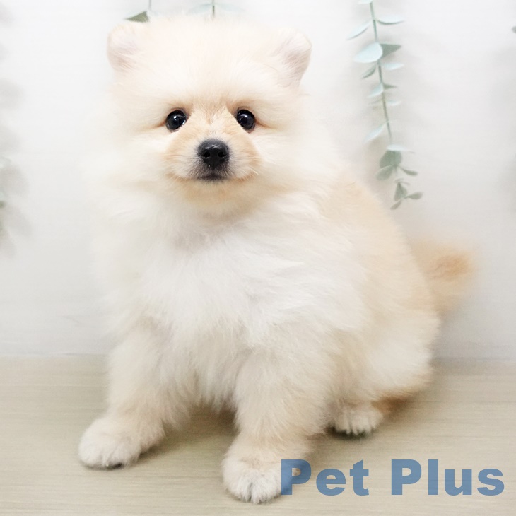 千葉県のポメラニアン (ペットプラス木更津店/2025年6月6日生まれ/男の子/クリーム)の子犬