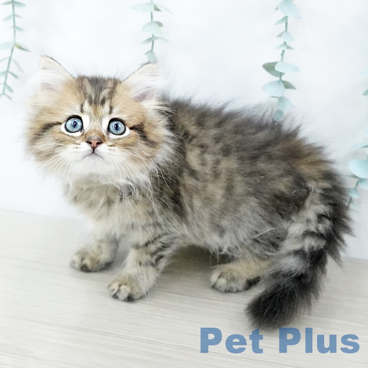 茨城県のペルシャ (ペットプラスつくば店/2025年5月25日生まれ/男の子/チンチラゴールデン)の子猫の1枚目の画像