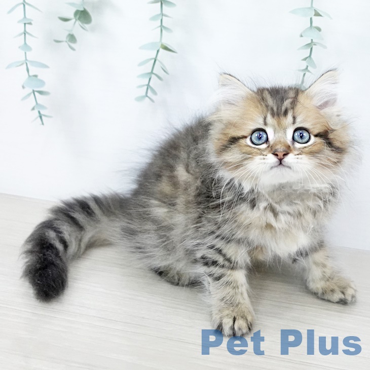 茨城県のペルシャ (ペットプラスつくば店/2025年5月25日生まれ/男の子/チンチラゴールデン)の子猫の2枚目の画像