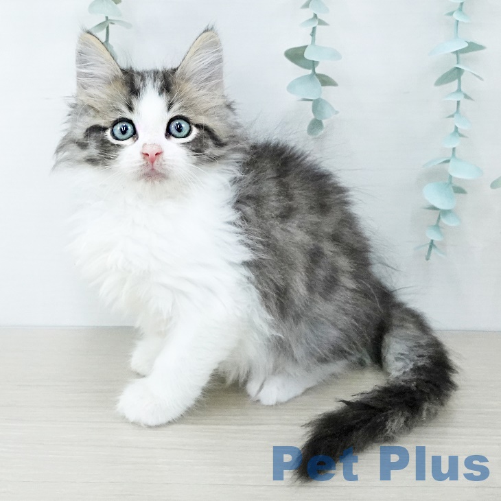 ノルウェージャンフォレストキャット