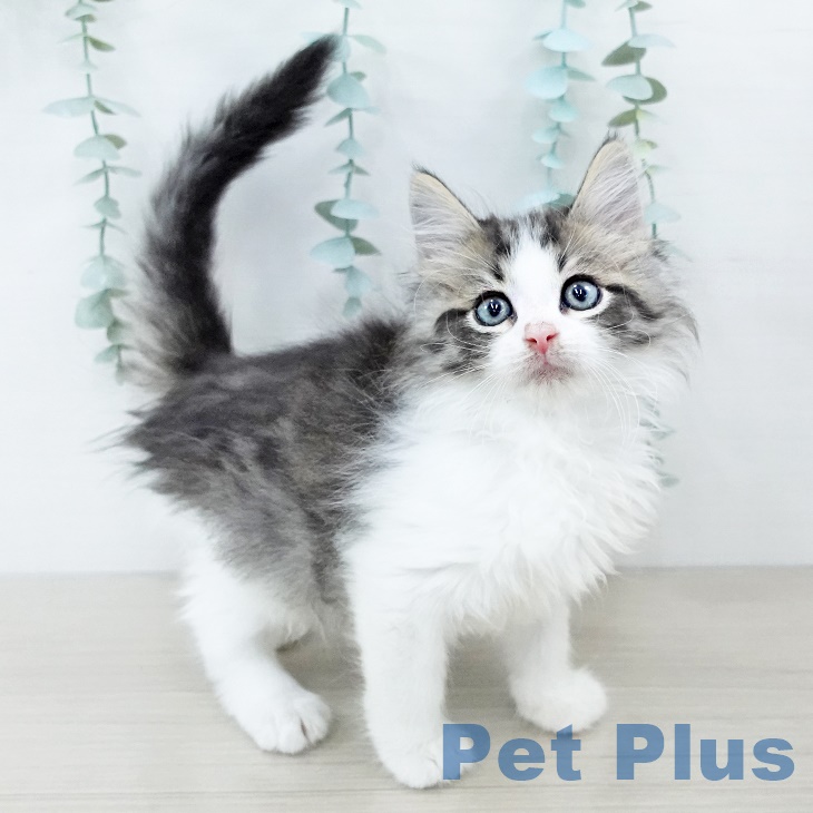 ノルウェージャンフォレストキャットの写真2