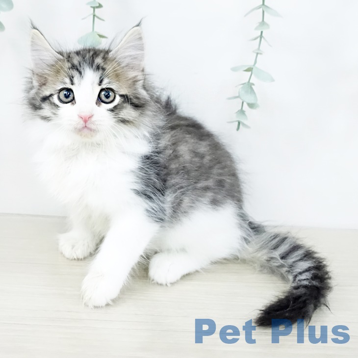 ノルウェージャンフォレストキャット