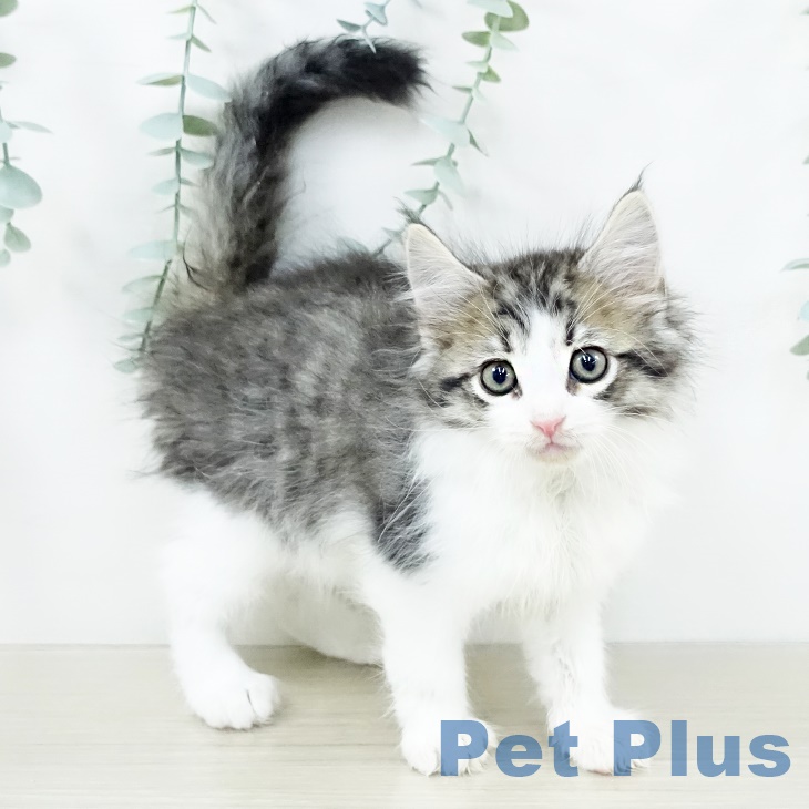 ノルウェージャンフォレストキャットの写真2