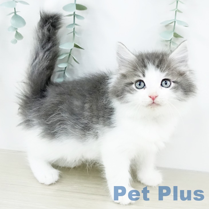 ノルウェージャンフォレストキャット