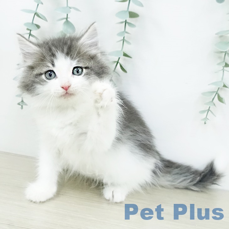 ノルウェージャンフォレストキャットの写真2