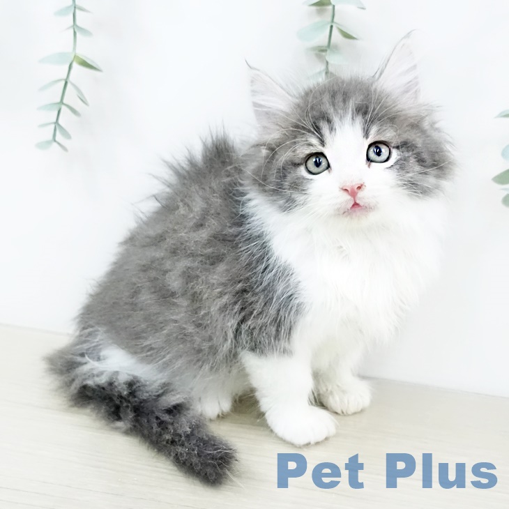 ノルウェージャンフォレストキャットの写真1