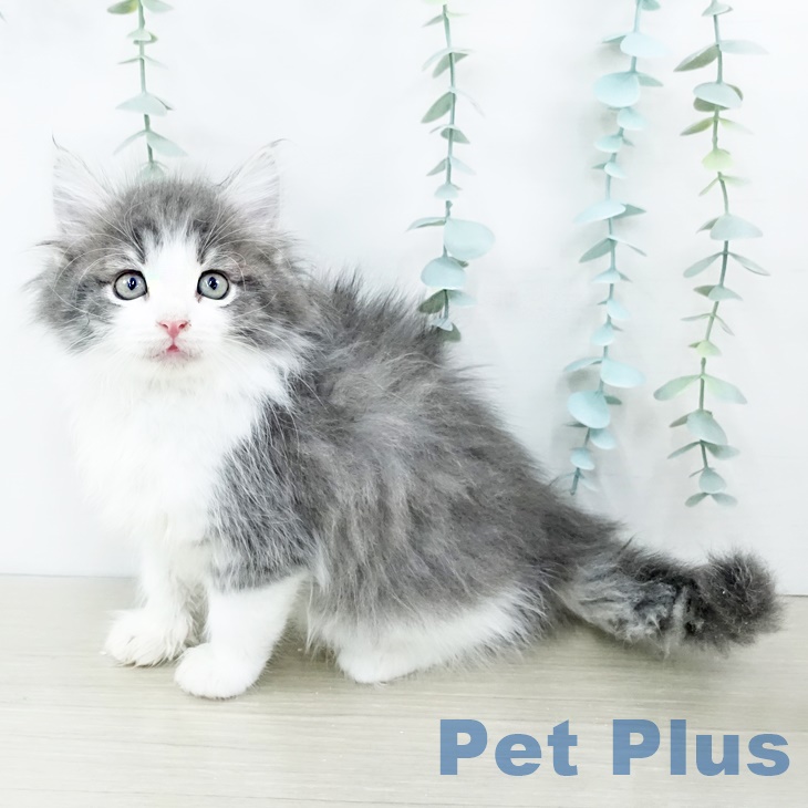 ノルウェージャンフォレストキャットの写真2