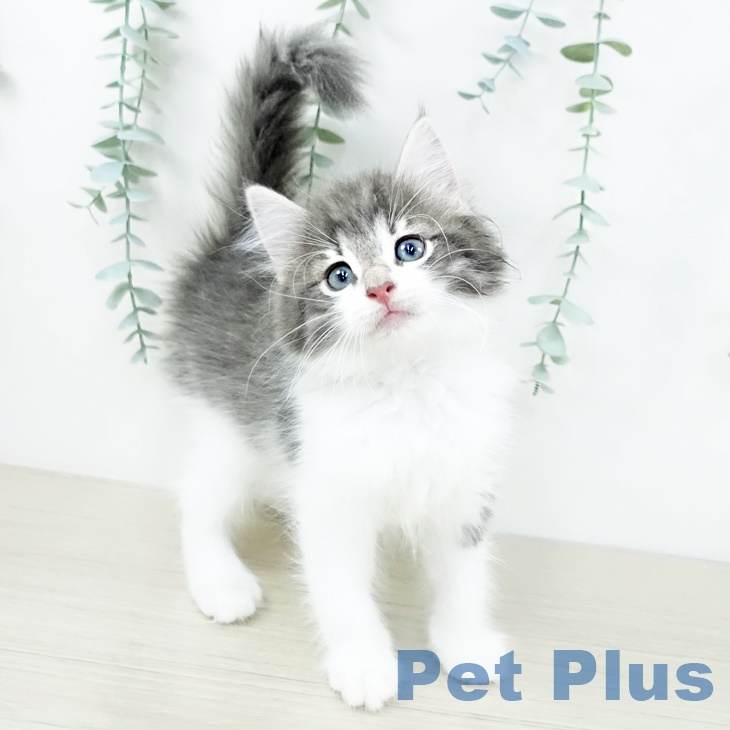 ノルウェージャンフォレストキャットの写真2