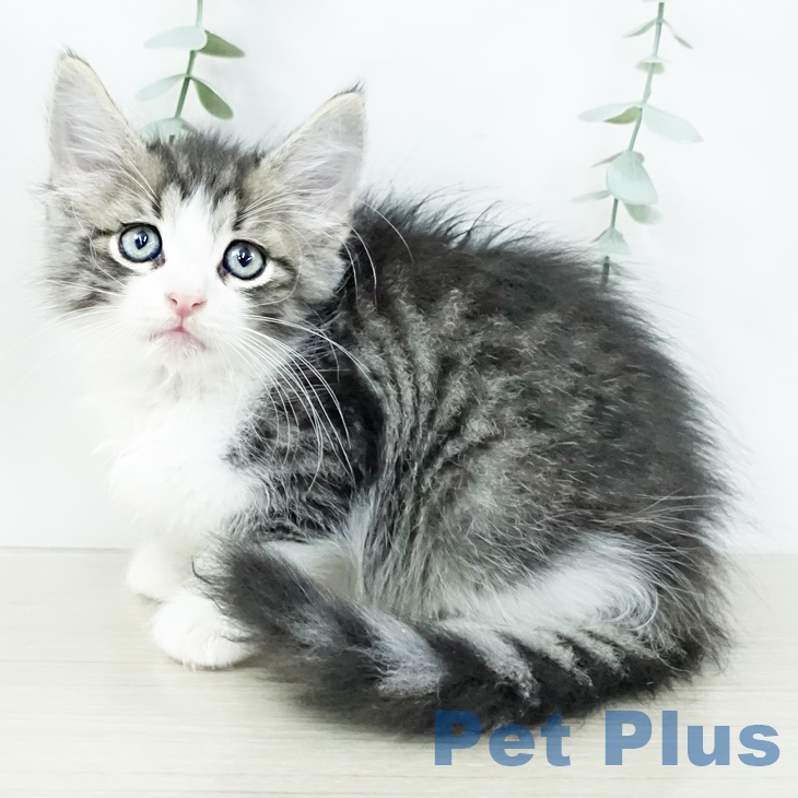 ノルウェージャンフォレストキャット