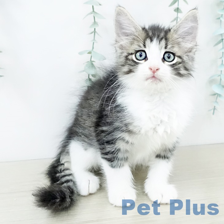 ノルウェージャンフォレストキャットの写真2