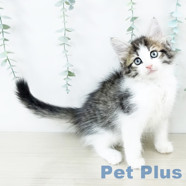 ノルウェージャンフォレストキャット