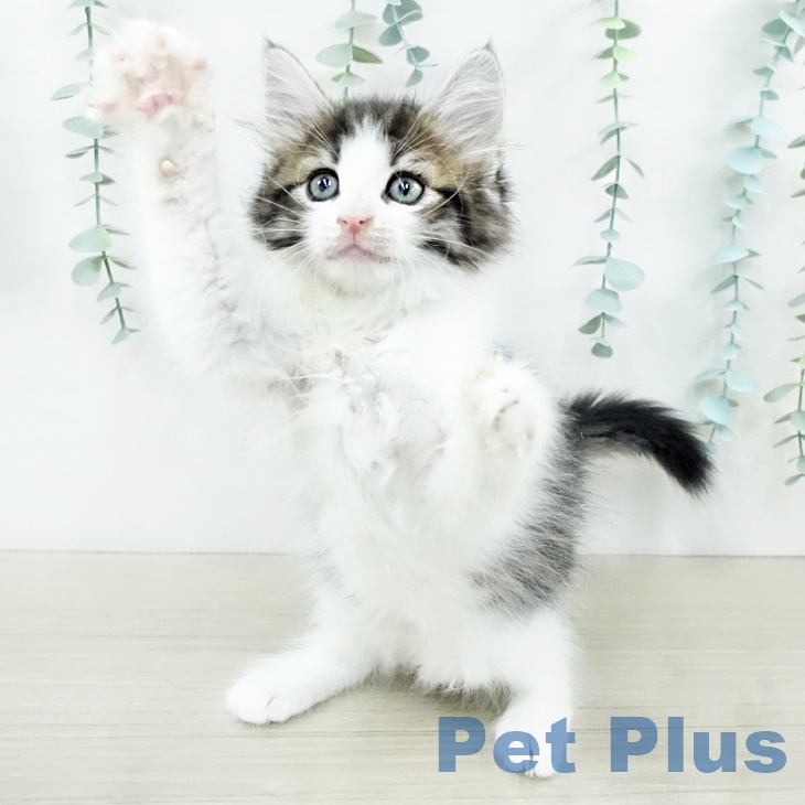ノルウェージャンフォレストキャットの写真2