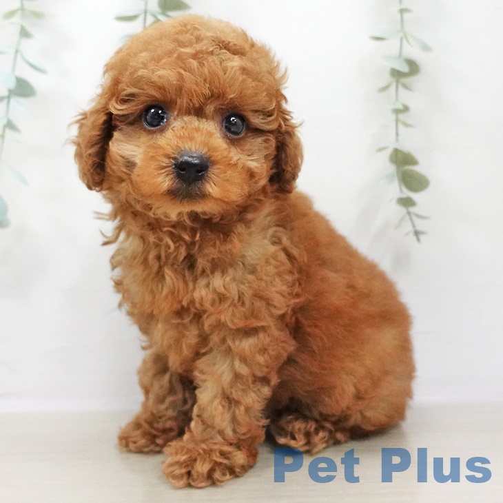 千葉県のトイプードル(トイ) (ペットプラス船橋店/2025年6月12日生まれ/男の子/レッド)の子犬