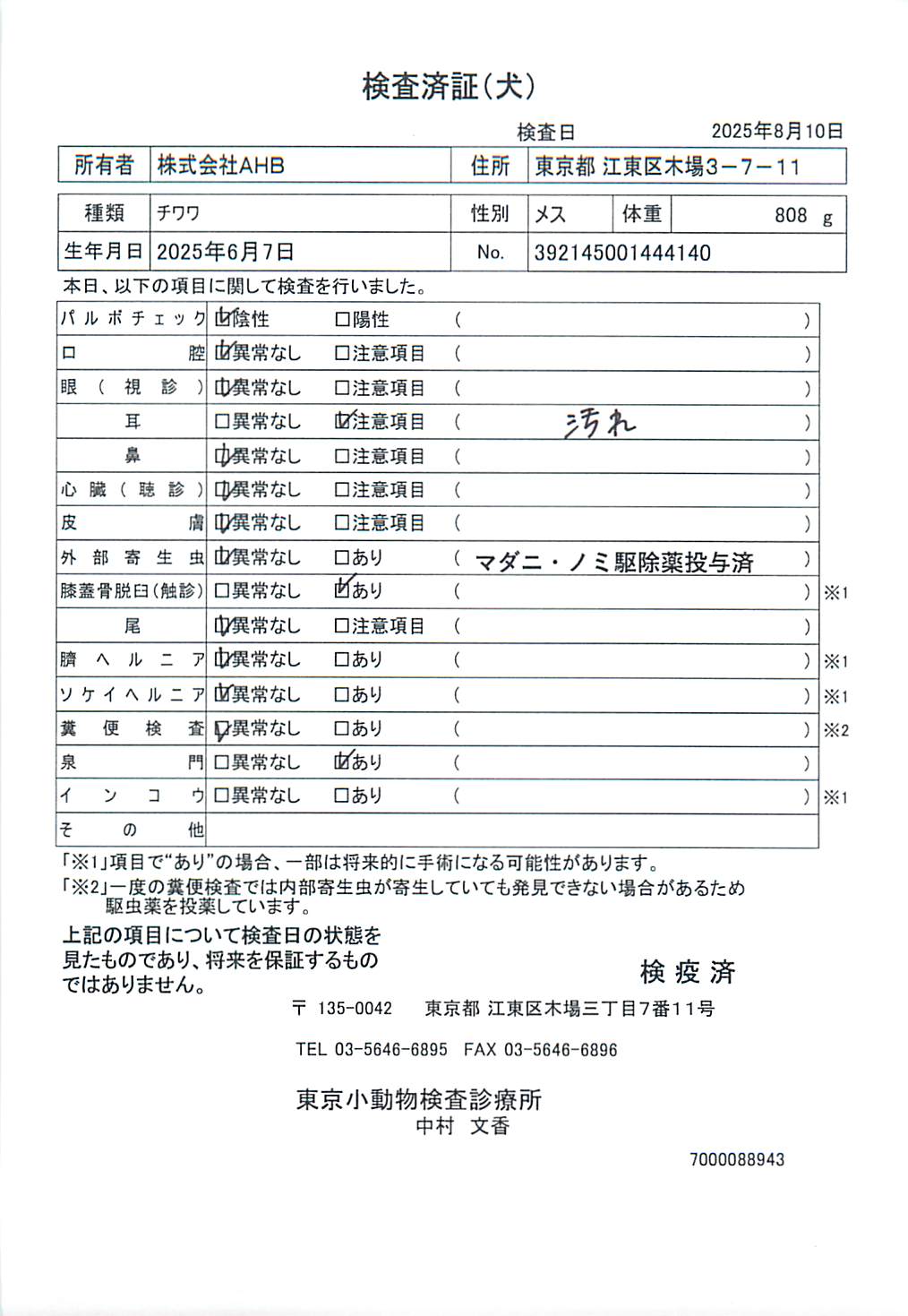 チワワ