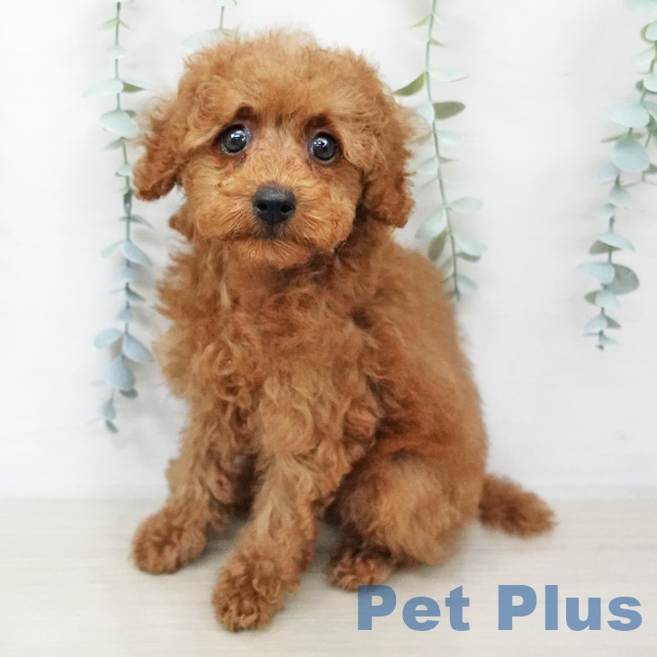 福島県のトイプードル(トイ) (ペットプラス福島店/2025年6月13日生まれ/男の子/レッド)の子犬