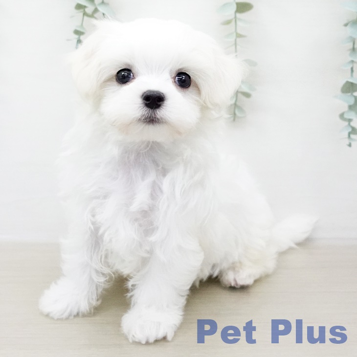 千葉県のマルチーズ (ペットプラス木更津店/2025年6月14日生まれ/男の子/ホワイト)の子犬