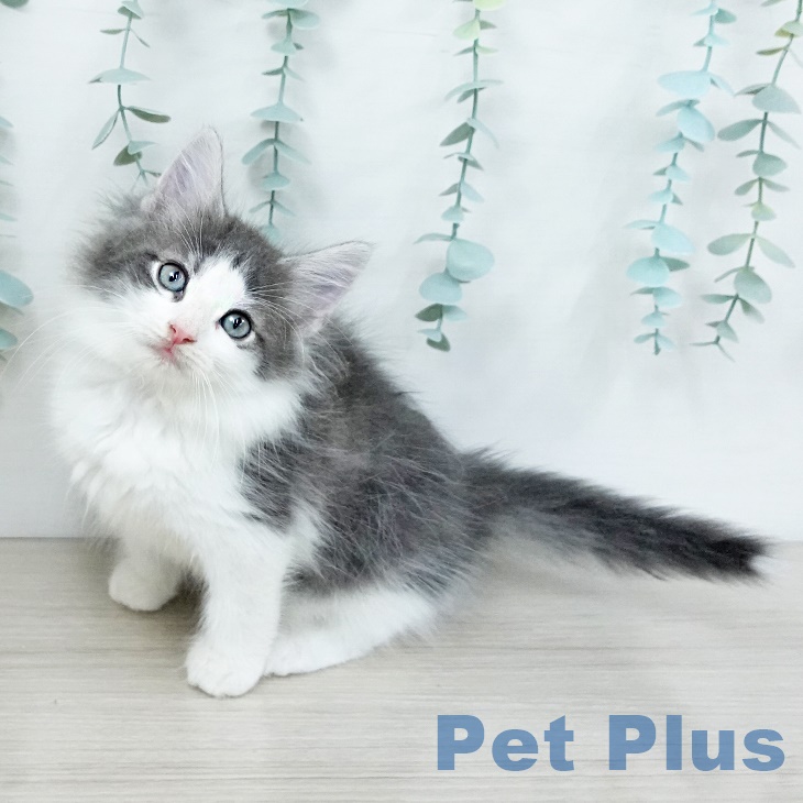 ノルウェージャンフォレストキャットの写真1