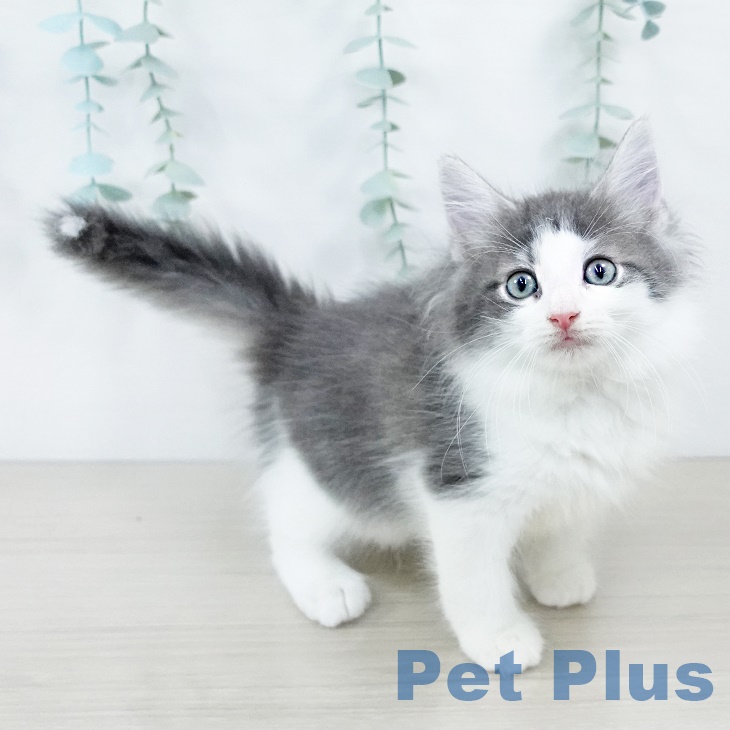ノルウェージャンフォレストキャットの写真2