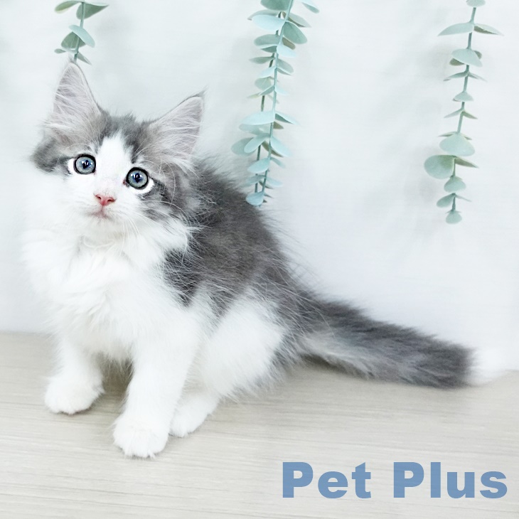ノルウェージャンフォレストキャットの写真2