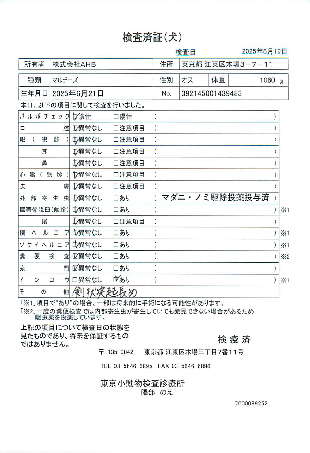 マルチーズ