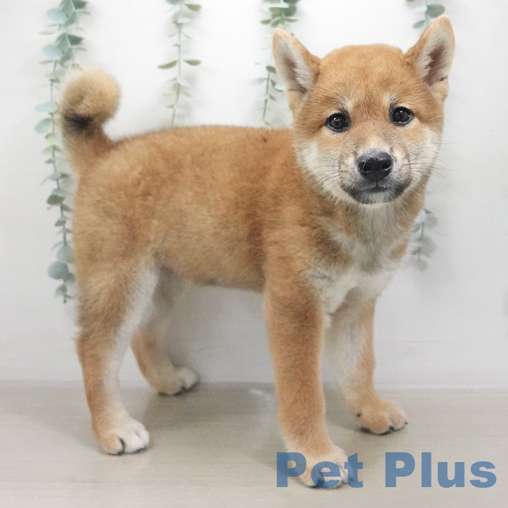 茨城県の柴犬(標準サイズ) (ペットプラスつくば店/2025年6月19日生まれ/男の子/赤)の子犬の1枚目の画像