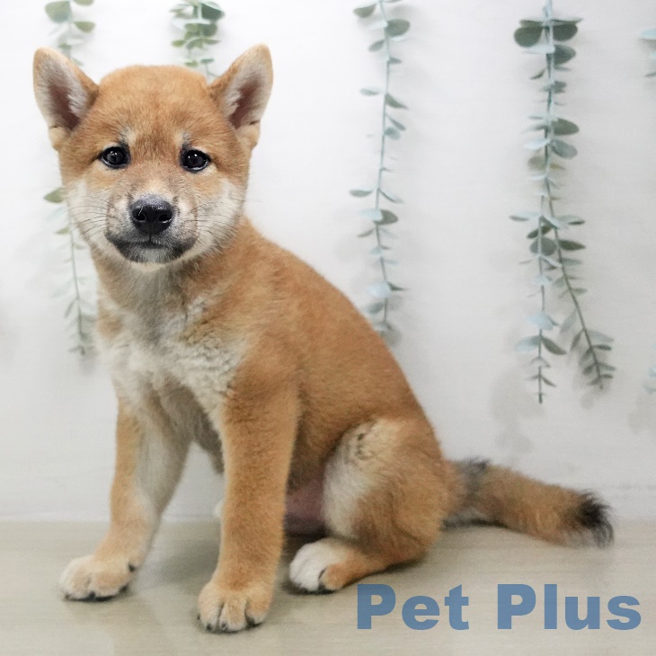 茨城県の柴犬(標準サイズ) (ペットプラスつくば店/2025年6月19日生まれ/男の子/赤)の子犬の2枚目の画像