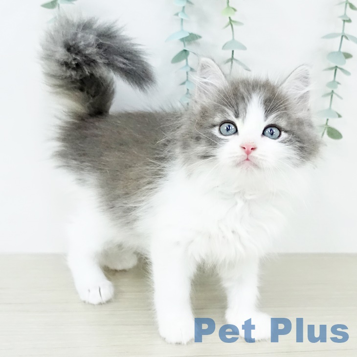 ノルウェージャンフォレストキャットの写真2