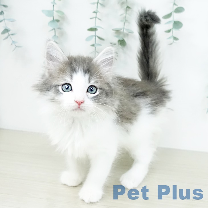 ノルウェージャンフォレストキャットの写真2