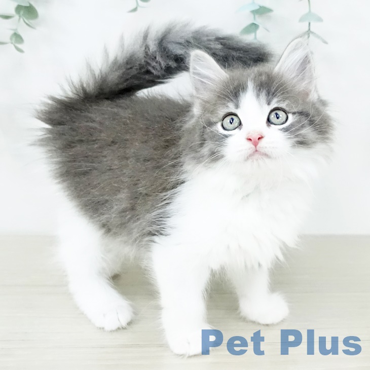 ノルウェージャンフォレストキャットの写真2
