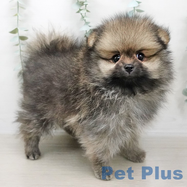 宮城県のポメラニアン (ペットプラス名取店/2025年7月4日生まれ/男の子/オレンジセーブル)の子犬