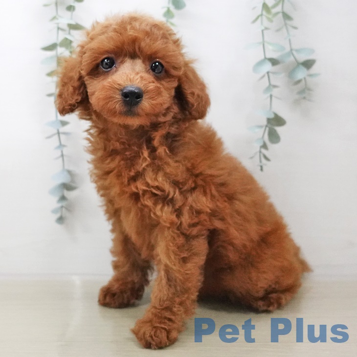 千葉県のトイプードル(トイ) (ペットプラス柏店/2025年7月5日生まれ/男の子/レッド)の子犬の1枚目の画像