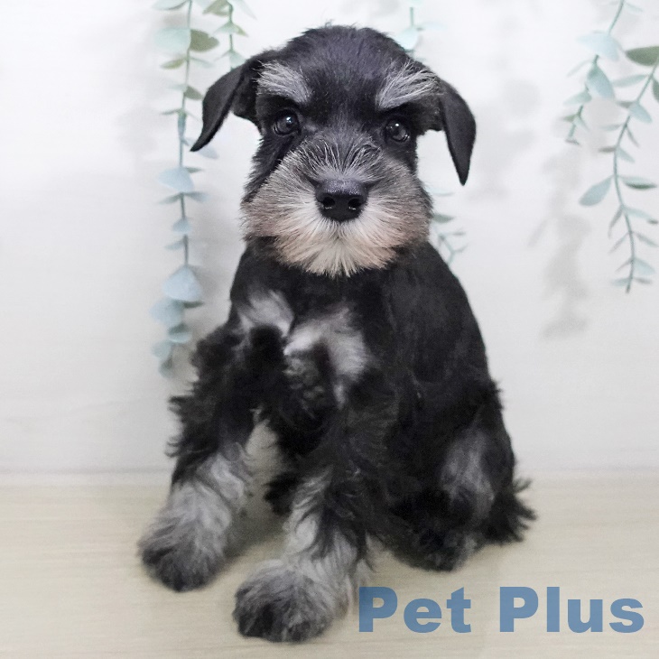栃木県のミニチュアシュナウザー (ペットプラス イオンモール佐野新都市店/2025年7月5日生まれ/男の子/ブラックシルバー)の子犬