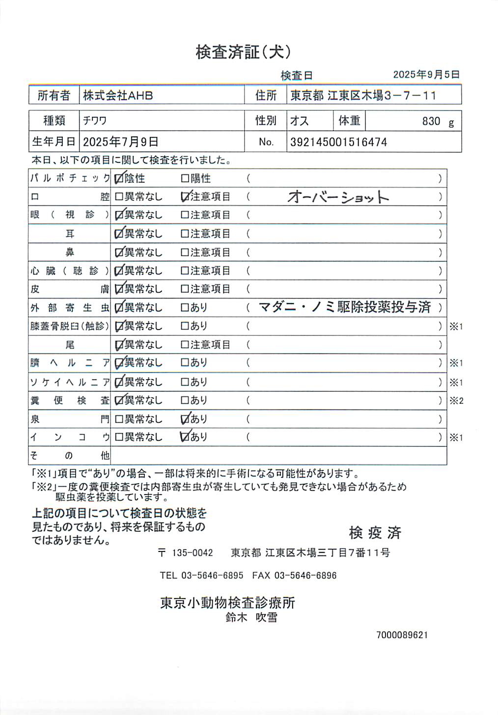 チワワ