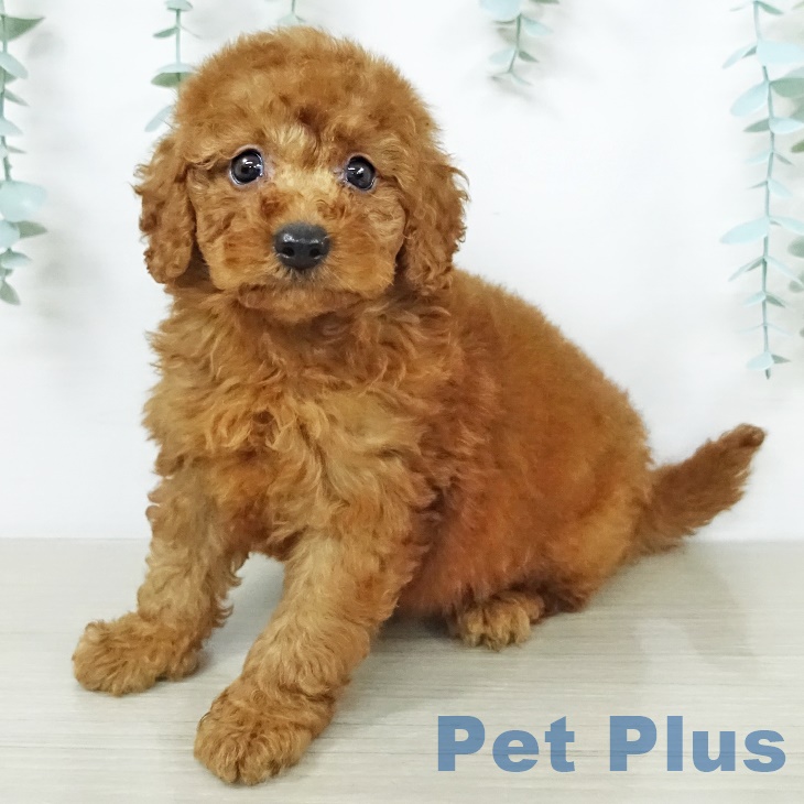 埼玉県のトイプードル(トイ) (ペットプラス新座店/2025年7月9日生まれ/男の子/レッド)の子犬の1枚目の画像
