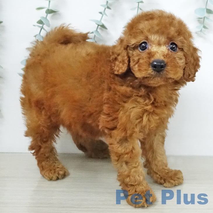 埼玉県のトイプードル(トイ) (ペットプラス新座店/2025年7月9日生まれ/男の子/レッド)の子犬の2枚目の画像