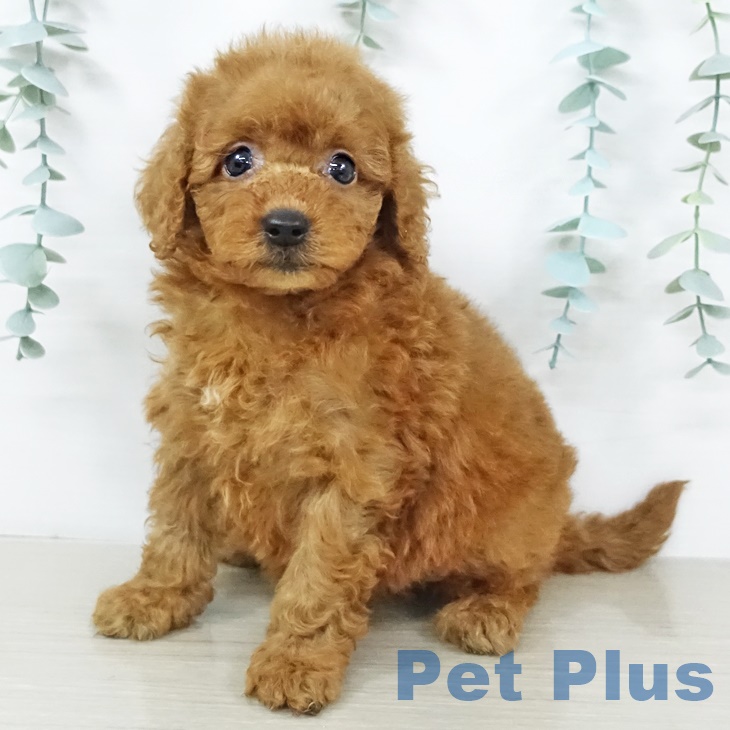 茨城県のトイプードル(トイ) (ペットプラス古河店/2025年7月9日生まれ/女の子/レッド)の子犬の1枚目の画像