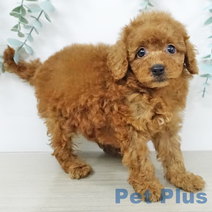 茨城県のトイプードル(トイ) (ペットプラス古河店/2025年7月9日生まれ/女の子/レッド)の子犬の2枚目の画像