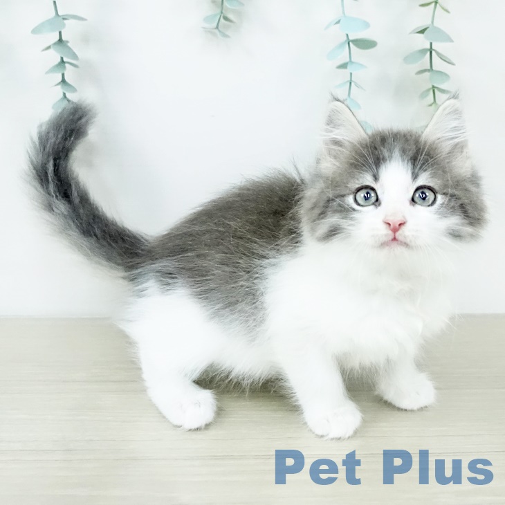 ノルウェージャンフォレストキャット