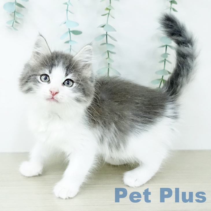 ノルウェージャンフォレストキャットの写真2