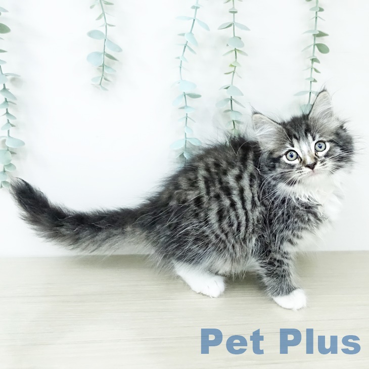 ノルウェージャンフォレストキャットの写真2