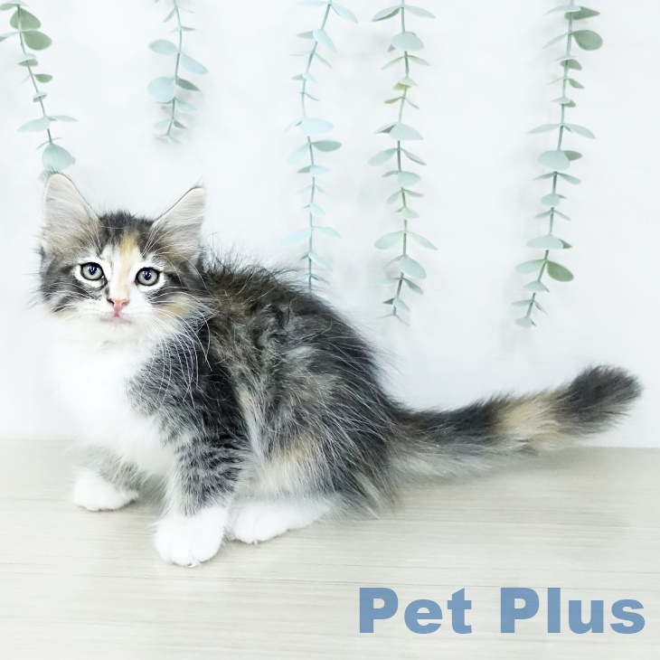 ノルウェージャンフォレストキャット