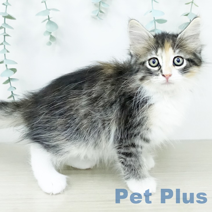 ノルウェージャンフォレストキャット