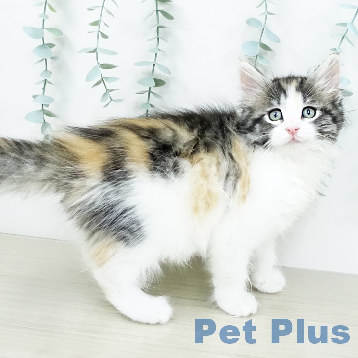 ノルウェージャンフォレストキャットの写真2